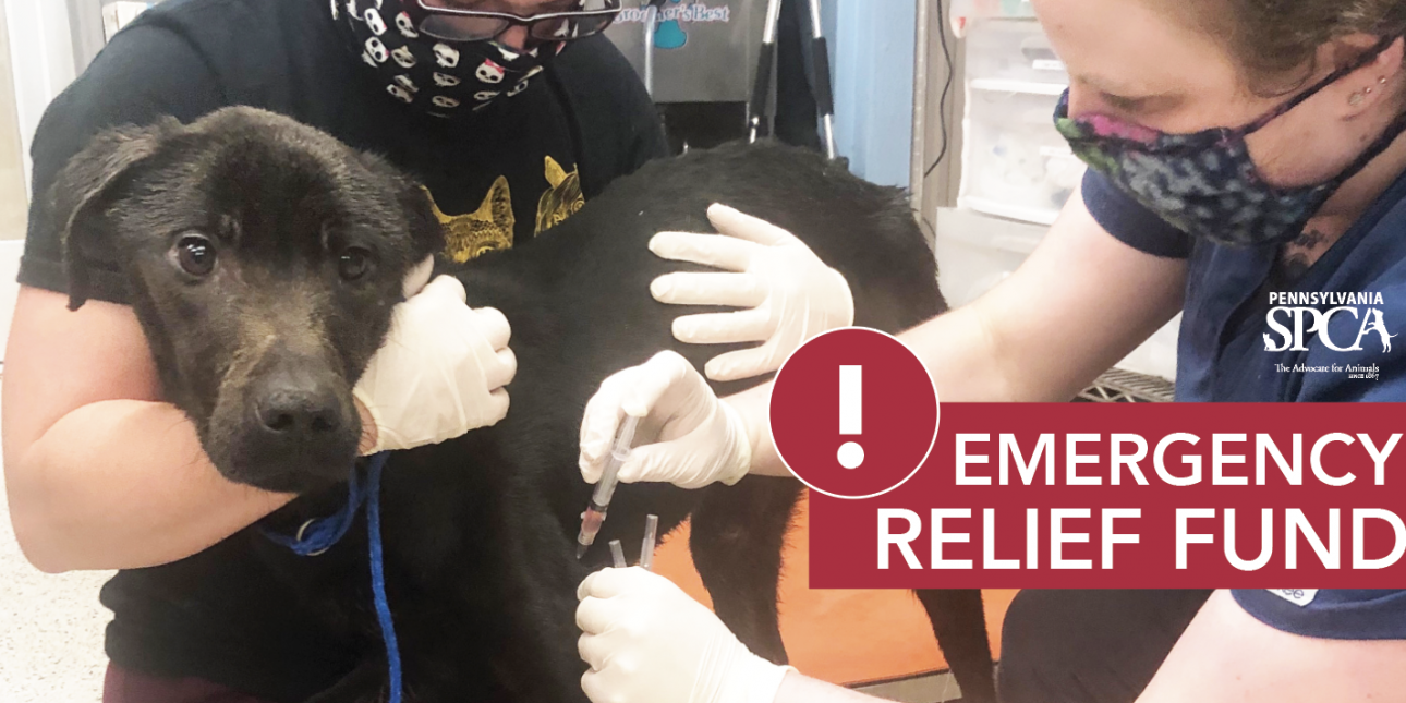 PSPCA Emergency Relief Fund Pennsylvania Society for the